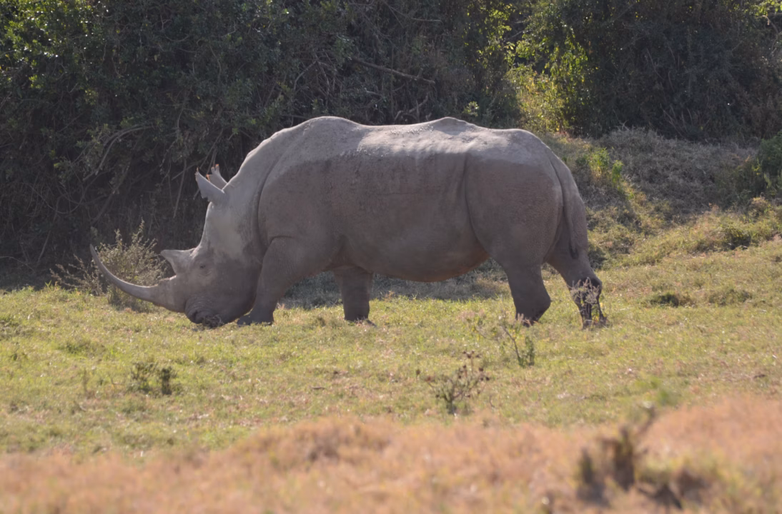 Illustration pour Rhinocéros : histoire, braconnage et mesures de protection